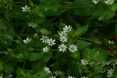 Stellaria media